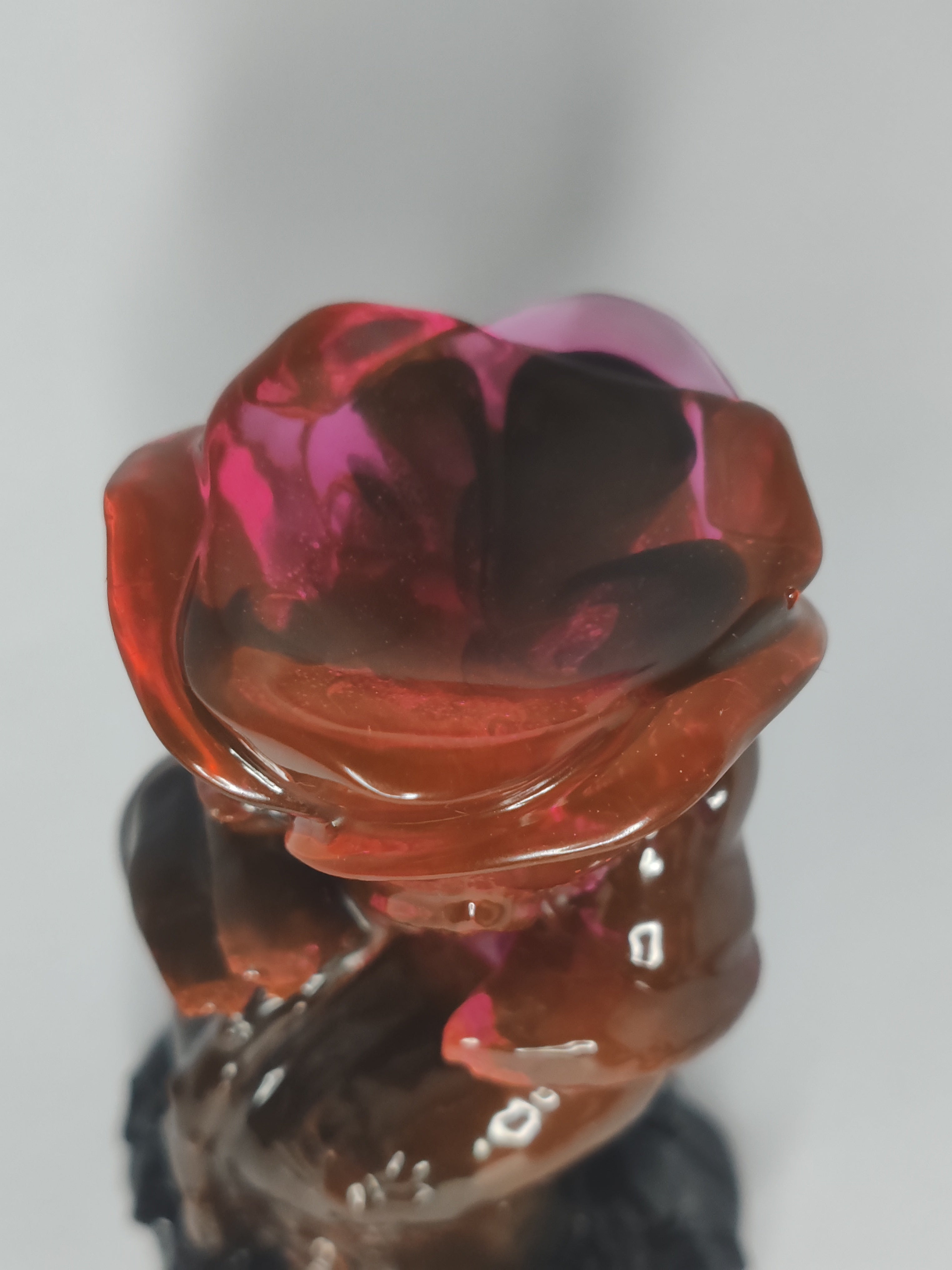 Rose Rosalia